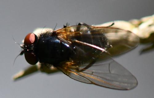 Silba fumosa